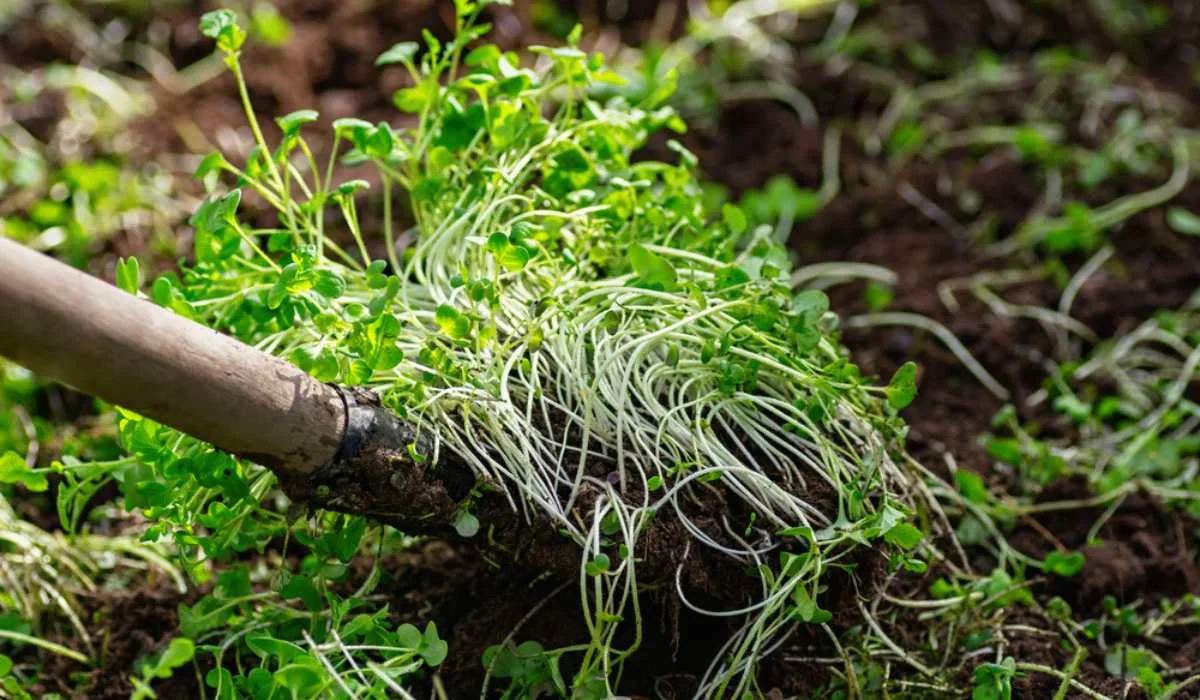 Green manure