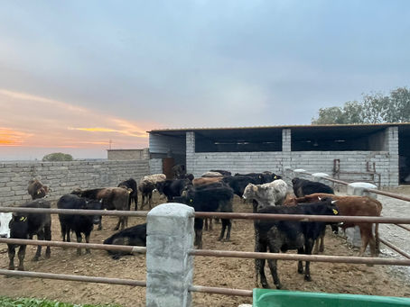 Boosting beef production in Iraq through hydroponic fodder systems