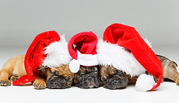 puppies-sleeping-in-christmas-hats-T6529