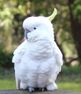 White cockatoo