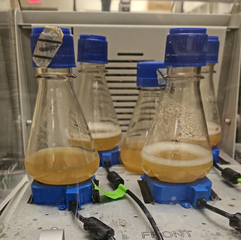 E. coli shake flasks on incubator shaker.