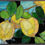 Thumbnail: Lemons II