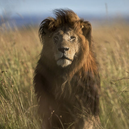 Sleeping to the Sound of Lions: Why Calving Season Is Africa's Best-Kept Secret