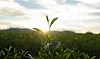 plant growing in grass with sky in background.webp