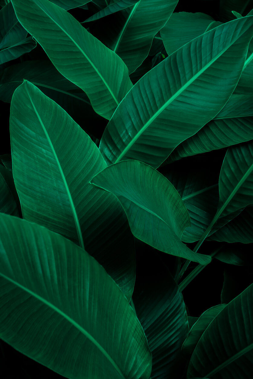 Tropical leaves.jpg