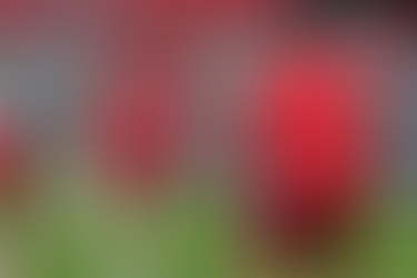 Капитенот Ристовски ги пречека Бугарите со „Васко жабата“: Добредојдовте во Македонија (ФОТО)