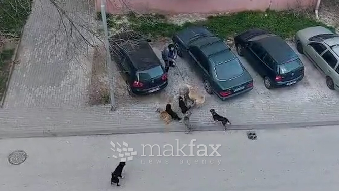 „Лајка“ ќе заловува бездомни кучиња во Аеродром