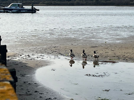 Why is Poole Harbour one of the World's Largest Natural Harbours?