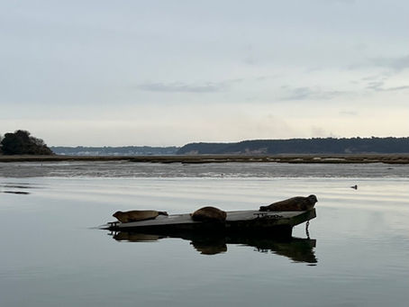 Seals enjoying time out of the water on a pontoon