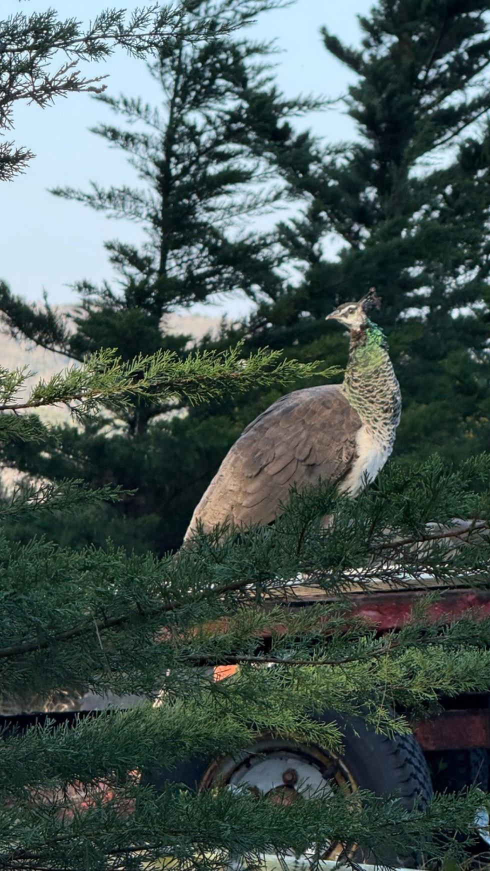 Round Island is home to many peacocks