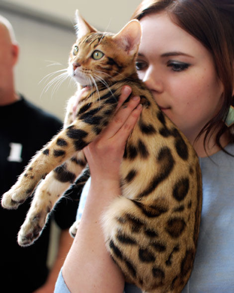 Bengalkatt, En bengalkattunge, snöbengal, uppfödare, bengalkattsuppfödare