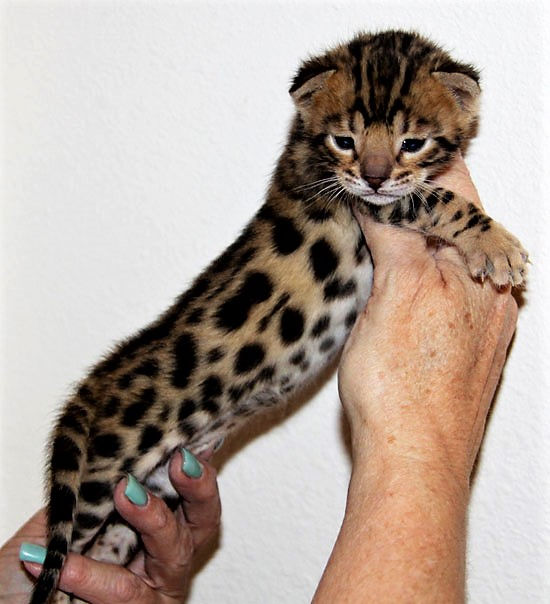 Bengalkatt, En bengalkattunge, snöbengal, uppfödare, bengalkattsuppfödare