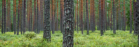 skog.jpg