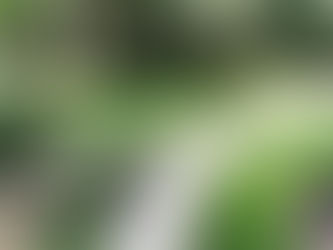 Five Ways To Beautify Your Yard While Being Environmentally Friendly