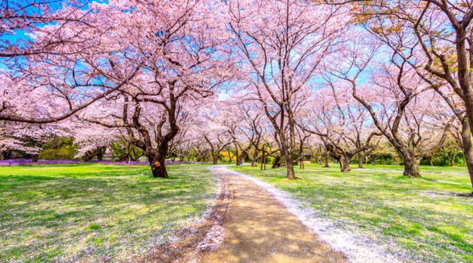 Embrace Pink This Spring With Japan's Cherry Blossoms