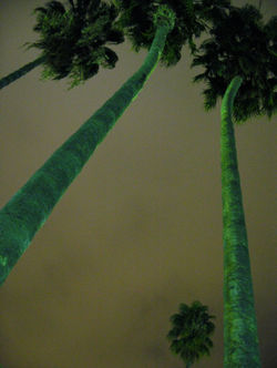 Palmiers de Nuit