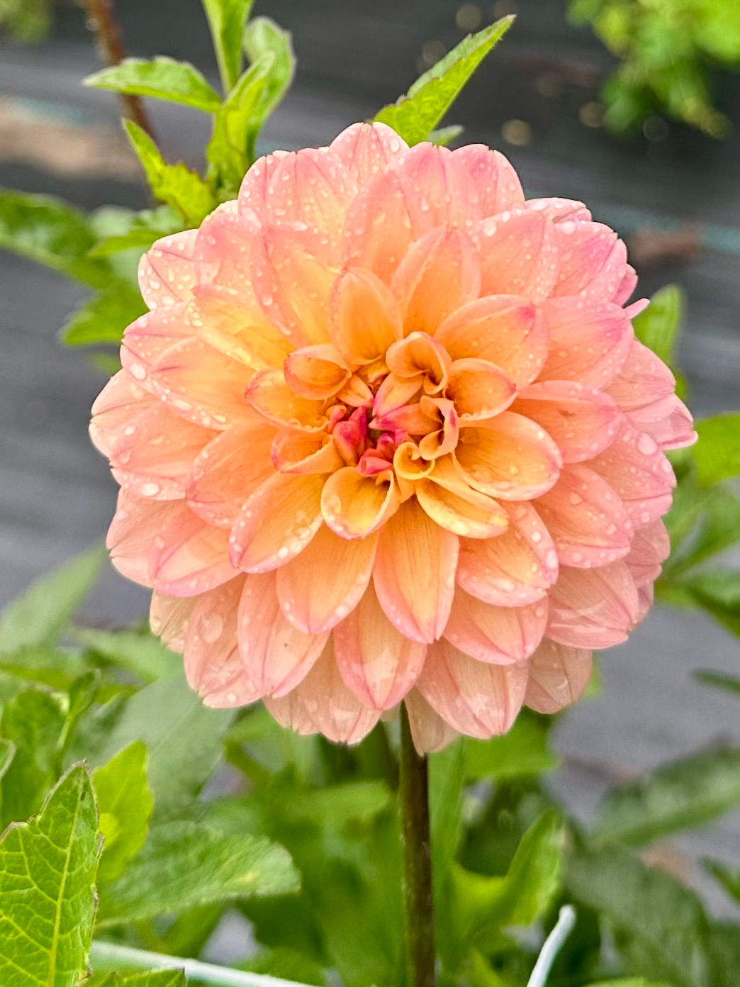 Melody Dora