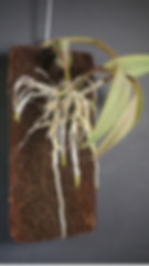Tree Fern Orchid Boards by Superior Horticulture