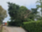 BeforeConifer