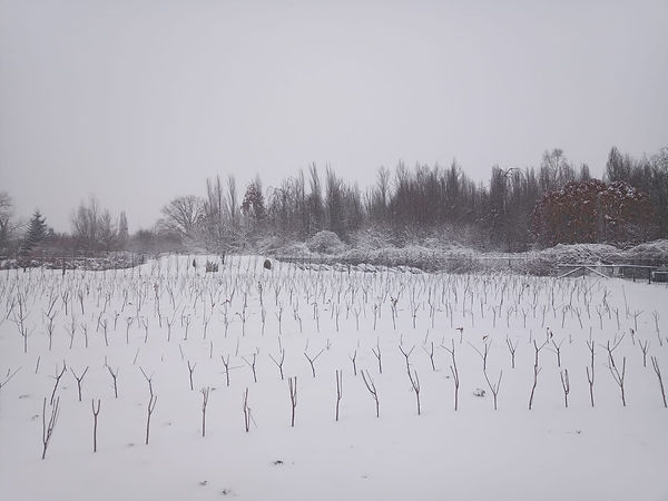 sneeuw.jpeg