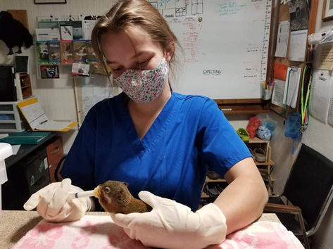 A volunteer cares for a rescued squirrel.