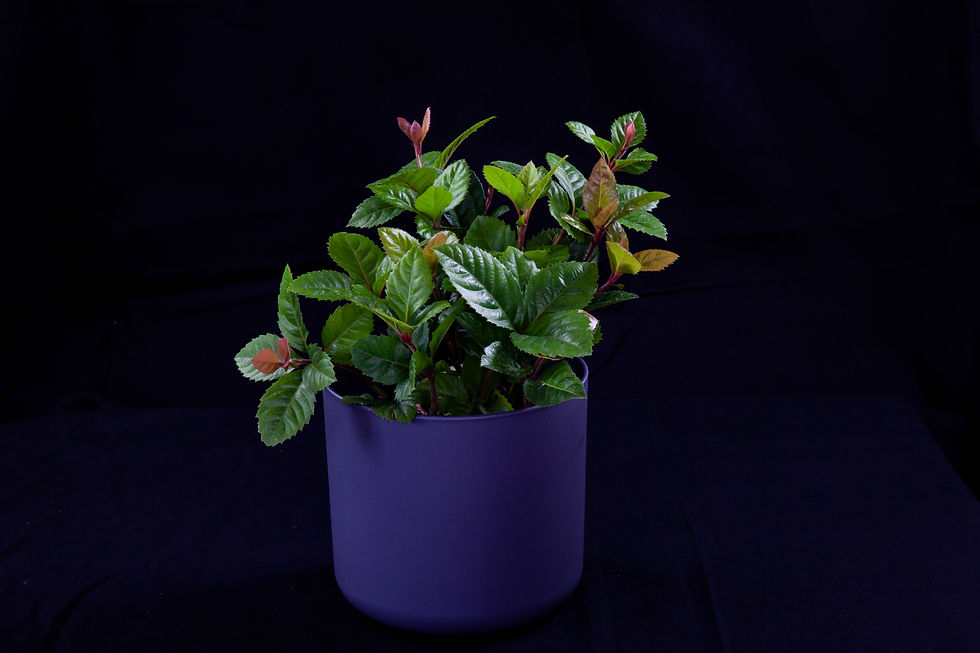 Thumbnail: 輪葉紫金牛_荷蘭霧面圓盆 ⌀16 cm