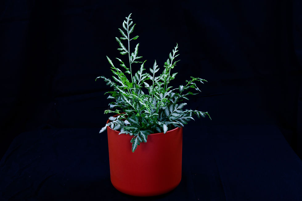 Thumbnail: 銀脈鳳尾蕨_荷蘭霧面圓盆⌀16cm