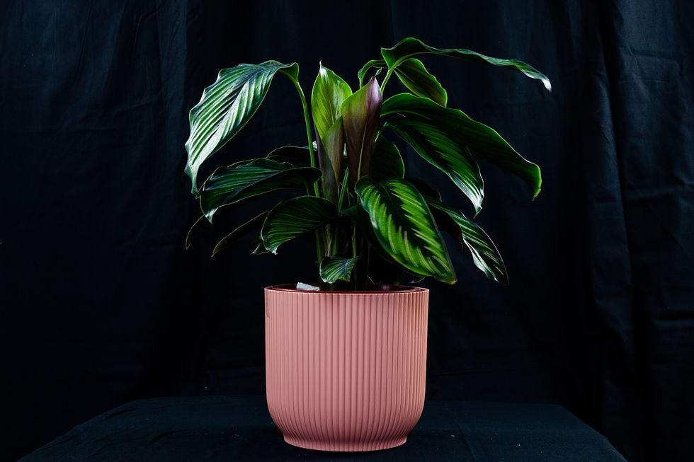 Thumbnail: 天使竹芋＿荷蘭vibes fold 直條圓盆 ⌀18 cm