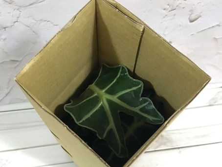最安全的植物寄送包裝
