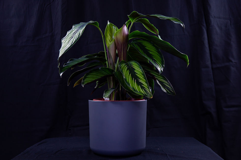 Thumbnail: 天使竹芋＿荷蘭霧面圓盆 ⌀18 cm