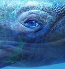 image baleine_edited.jpg