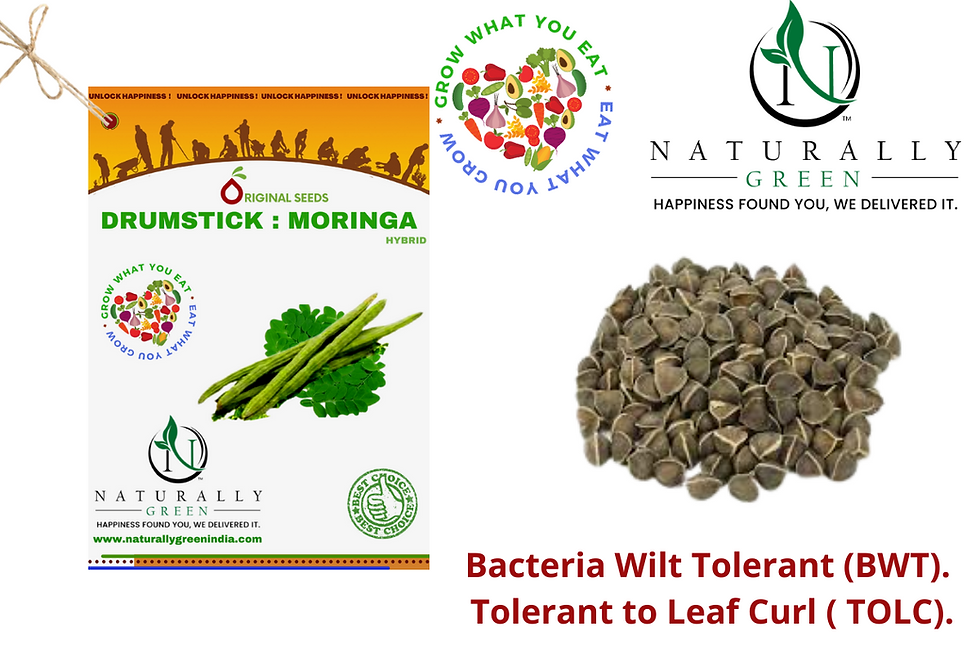 Thumbnail: Ng Drumstick 10 Seeds