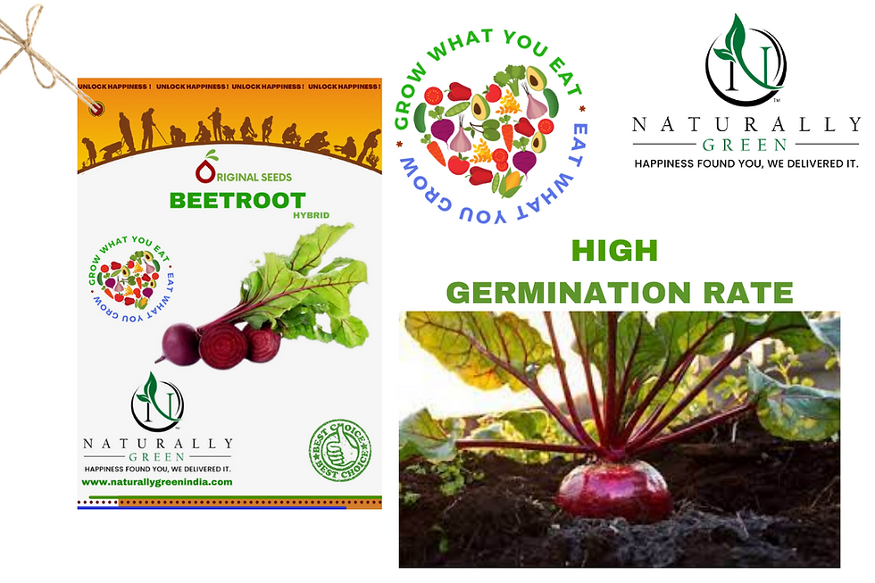 Thumbnail: Ng Beetroot 50 Seeds