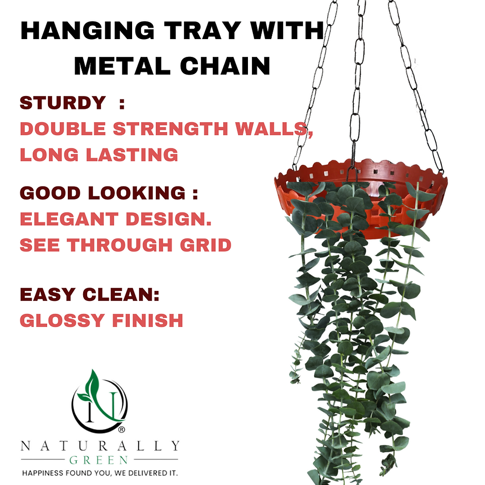 Thumbnail: HANGING TRAY WITH METAL CHAIN - 6" SIZE