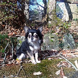 【画像⑨】レオ君(チワワ) 1歳6ヶ月.jpg