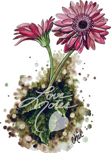 Gerber Daisy, Gerbera, Daisies, Pink Daisy