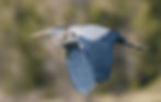 a bird flying- explaining the basics of aerodynamics