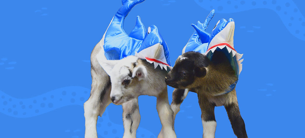 Baby Goats - Itty-Bitty Sturgeon | February 12