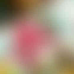 🎄🎁 What’s Better Than Christmas Cookies? A Christmas Scrapbook Layout Inspired by Them!