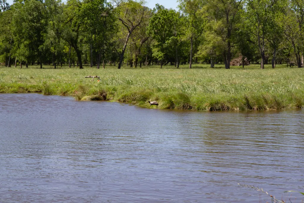 jitterbug-pond-turtle.webp