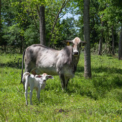 livestock-mid-momcalf.jpeg
