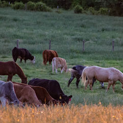 livestock-horses-mid.jpeg