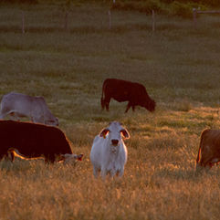 livestock-orange-mid.jpeg