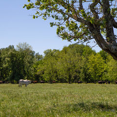 livestock-cows-tree-long.jpeg