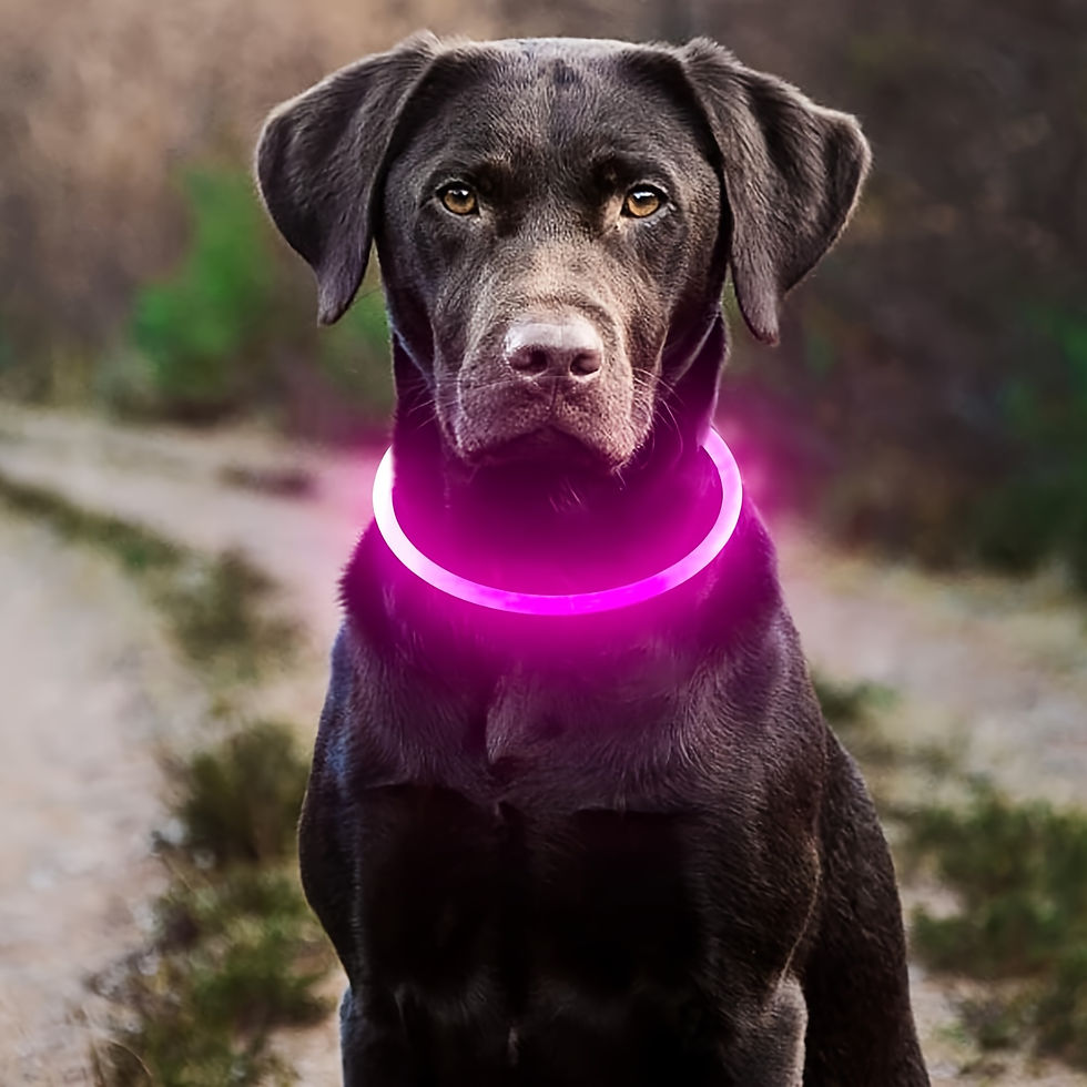 Miniatura: Pet Dog LED Light Collar Luminous Anti-Lost Dog Collar USB Rechargeable Dog Neck
