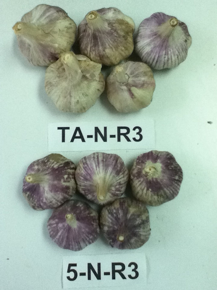 Ajo almacenado a TA y 5°C