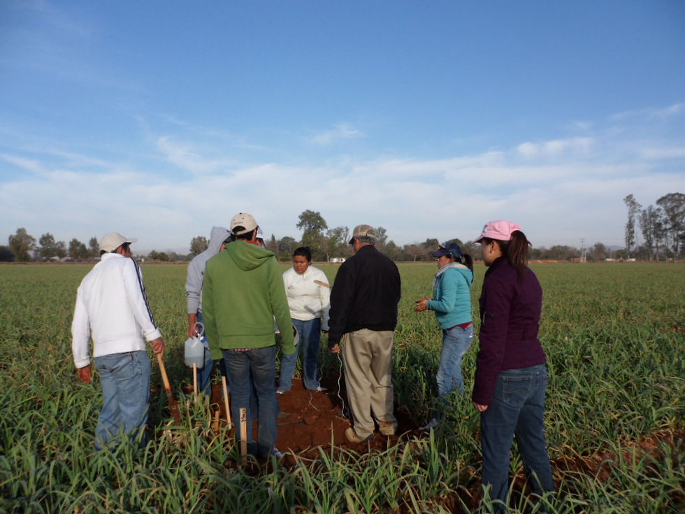 Tratamientos en campo de ajo