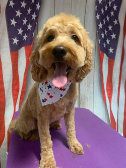 Baxter