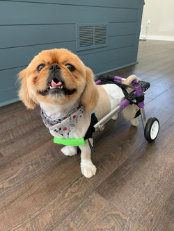 Ramsay (Dogs with disabilities are always welcome!)
