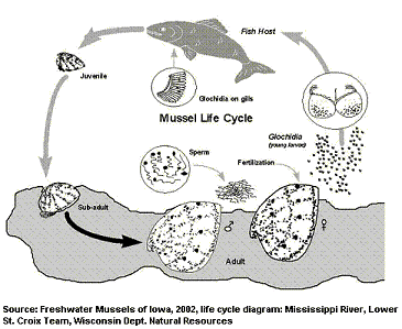 life_cycle_620.gif